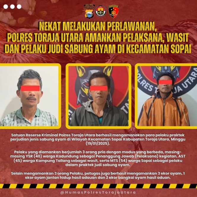 
Nekat Melakukan Perlawanan, Polres Toraja Utara Amankan Pelaksana, Wasit dan Pelaku Judi Sabung Ayam