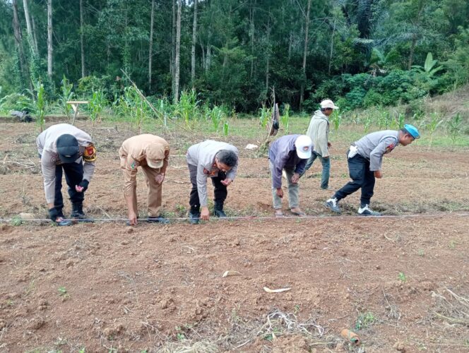 
Manfaatkan Lahan Tidur, Polsek Rindingallo Bersama Pemerintah Setempat Tanam Jagung di Kapala Pitu