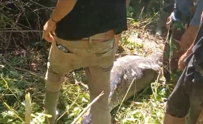 
Ular Piton Makan Anak Sapi di Parangloe Ditangkap Warga